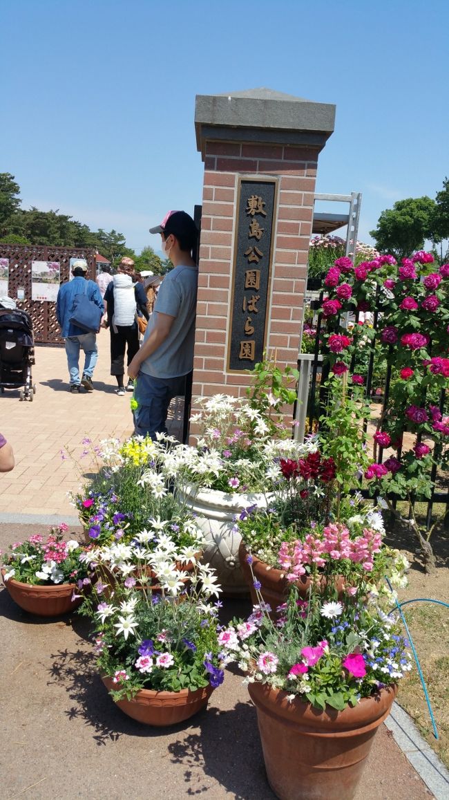 この時期はバラを見に行くのが我が家の定番になってます。<br />5月16日~6月7日まで敷島公園でバラ園祭開催<br />600種類7000株のバラが植えてあります。<br />駐車場に入るのに30分待ちました。