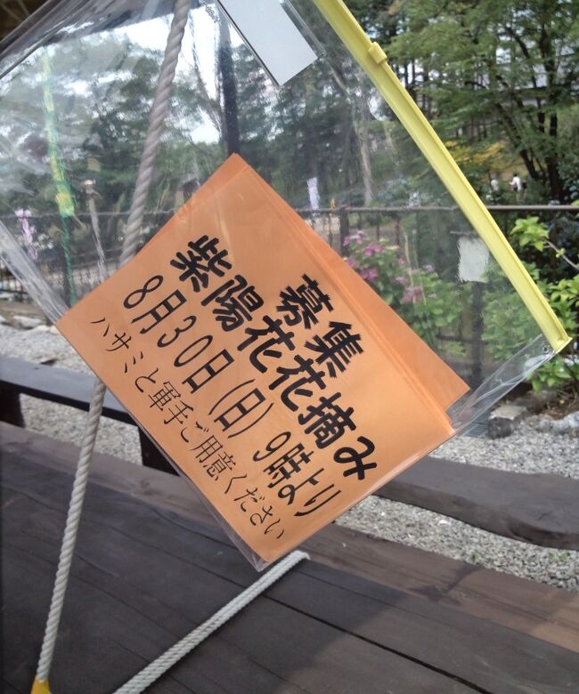 ご訪問ありがとうございます <(_ _)><br /><br />今の時期アジサイの旅行記を読ませていただく度に「わー、風流!綺麗だな~!」と思っていました(∩´∀`)∩<br />そしたら友達が「この辺にも、ちょろっと車で走ったところにアジサイ寺があるよ~♪」と教えてくれまして。<br /><br />ん?彼女の言う「ちょろっと」って確か・・・<br />・・・皆さんもこういう経験はありませんか?<br />「ちょっと」「あと少し」「そんなに時間かからないよ」これらの言葉を信じて行動→自分の思っていた時間軸と違って驚く(笑)<br /><br />初めて行く場所なので調べてみたら、、、<br />1時間半くらいかかるでないの~(゚∀゚)!!!!<br />これって「ちょろっと」ですか!?<br /><br />でも是非行ってみたい。<br />と言う事で母と一緒に行って参りました♪<br />