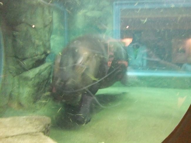 　久しぶりに北海道に行ってきました。<br />　娘に日本一活気のある動物園である旭山動物園を見せたくて、北海道旅行の２日目にいざ旭川へ！<br />　北海道は広いのでレンタカーを借りる人が多いはずです。動物園に行くときの駐車場…有料へ導くおじさんが居ます。しかし、よっぽどのことがない限り、無料駐車場が空いていますので騙されないでください。こんなところでお金を払うのはもったいないです。<br />　この動物園のどこがスゴいのか…と言うと、動物の見せ方です。有名なのはオランウータン、アザラシですが、私のオススメはカバとテナガザルです。カバが水中で泳いでる姿を見たことがありますか？ここのカバは何故かアグレッシブに泳いでいます。その水中の行動が見られるカバ館は圧巻です。テナガザルの展示は高い位置を次々に移動する姿もさることながら、今は赤ちゃんが居るのが魅力です。赤ちゃんは親ザルほど移動に慣れていないので、親を追ってもある所で前へ進めなくなります。そんなときに赤ちゃんザルが「ウキー、ウキー」と鳴くと、親ザルが迎えに行って抱きかかえて移動してあげる姿が見られます。これが何とも微笑ましく、見飽きない。その他にもシロクマ、オオカミ、ユキヒョウ…などの工夫した展示があちこち。最近ではいろんな動物園が真似していますが、旭山動物園は一歩も二歩も進んでいます。そして、その展示を支えているのが、動きが活発な動物たち。ストレスが少ないのか、十分なスペースを与えられているのか…生き生きした動きを見せてくれます。どこぞの動物園に行くと、寝ている動物ばかり…で、面白みがないですが、旭山動物園の動物は違います。<br />　動物園好きだけでなく、一度は訪れた方が良い場所です。