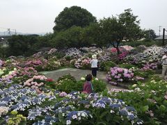 愛媛県…四国中央市で紫陽花見てきました！