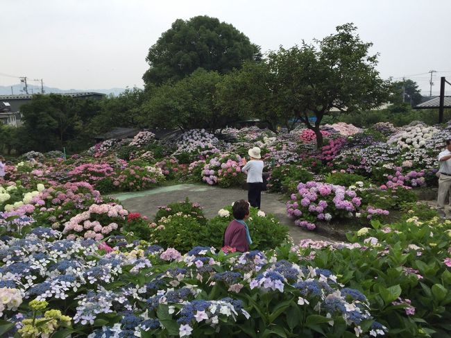 四国中央市の土居町に県下最大のアジサイ園があると言うので見に行ってきました！<br /><br />高速松山道の土居インターを下りて国道11号線を２キロほど松山側に戻ると…<br />一般の家の裏庭にそのアジサイ園がありました。<br /><br />ものすごい数のアジサイが咲き誇っていました。<br /><br />このアジサイ園を13年かけて作り上げたのは堤さんと言われる方です！<br />80歳を越える高齢の方ですが…<br />見事なアジサイ園を作り上げていました。<br /><br />この日も沢山の人が見学に来ていました。