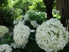 梅雨の晴れ間に紫陽花　「頼光寺」