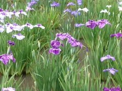 北山公園の花菖蒲を見に里山ハイキング　