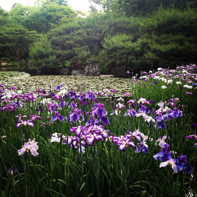 急遽、おかんと母娘旅。おかんとは定番の京都へ。<br /><br />今回のメインは京都の新緑とお花旅。<br />貴船神社までの新緑、実相院の床みどり、平安神宮の神苑の花菖蒲、三室戸寺のあじさいを巡る旅。<br /><br />ホテルは京都の常宿ウェスティン都 京都。この辺りの穏やかな雰囲気が大好き。今回は初めて平安神宮側の部屋で眺めもとっても良かった♪