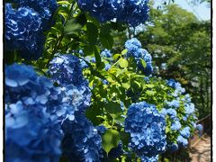 野趣あふれる伸び盛りの紫陽花たち　☆船岡城址公園☆