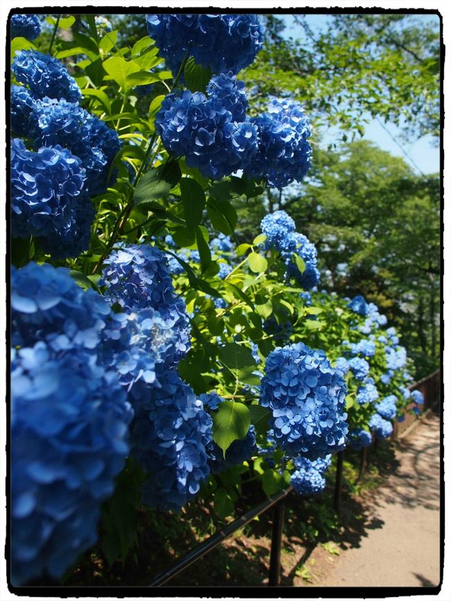 野趣あふれる伸び盛りの紫陽花たち 船岡城址公園 柴田 大河原 川崎 宮城県 の旅行記 ブログ By こあひるさん フォートラベル 野趣あふれる伸び盛りの紫陽花たち 船岡城址公園 柴田 大河原 川崎 宮城県 の旅行記 ブログ By こあひるさん フォートラベル