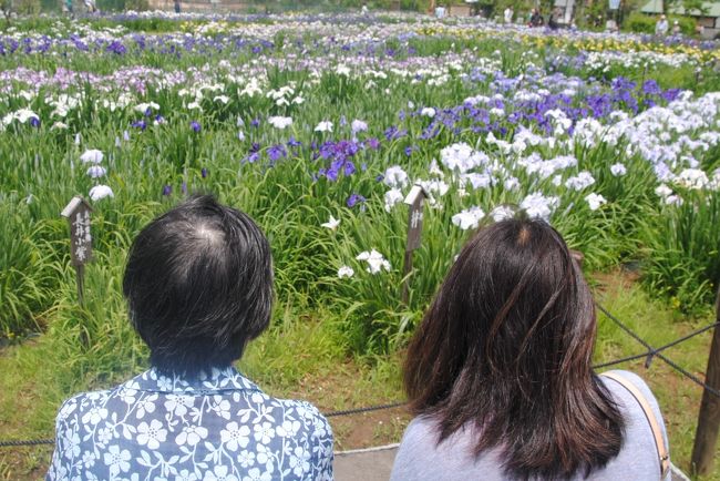 普段はリハビリ施設で頑張っている義母を連れ、家内と3人で佐原へ。<br />花好きの義母の為に,まずは水郷佐原の水生植物園へ。<br />ちょうど「あやめ祭り」が開催されています。<br />ネット情報ではまだ5分咲き。<br />しかし種類によってはずいぶん咲いており、義母も満足だったようです。<br />その後は小江戸佐原の古い街並みをボランティアガイドの方とゆっくり見て回ることができました。<br />宿泊は成田エクセルホテル東急。<br />翌日は成田空港近くの「三里塚あくらの丘」へ行き、迫力ある飛行機の離陸を楽しみました。<br />