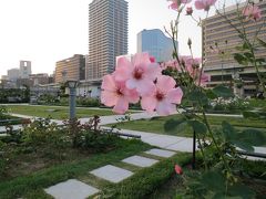 淀屋橋　　　中ノ島公園で薔薇の花を見よう・・・・・・・一ヶ月ぶりにPCが復帰した(笑)