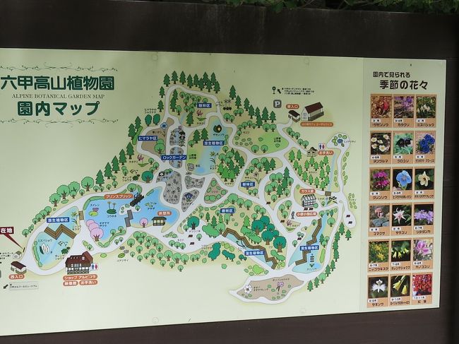 梅雨の晴れ間を見つけて有馬温泉に出かけ、翌朝は六甲山の高山植物園に行くことにした。<br />涼しくて気持ちよく園内を散策できた。