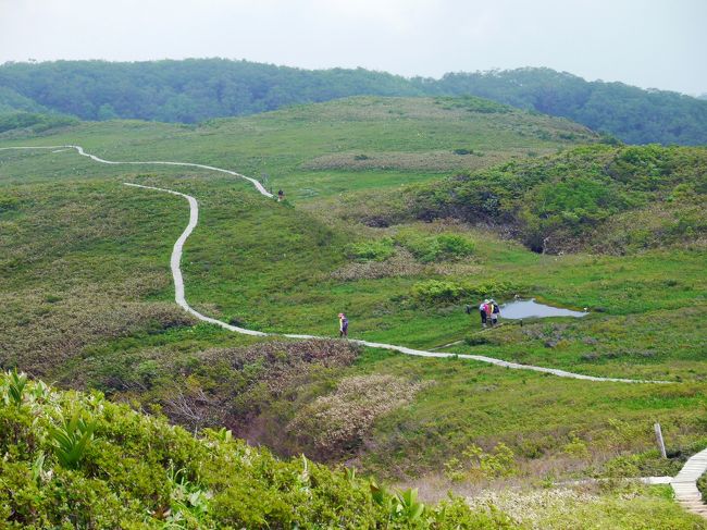 富山平野や砺波平野の南に1000メートルを越える山々が屏風のように聳えています。そのような山々の中の1山。白木峰に行って来ました。<br />白木峰は長い冬の間、幕を下ろしていましたが漸く開幕の時期を迎えました。<br />白木峰劇場の始まりです。演じるのはカッコーやホトトギス、ウグイスそれに沢山の野鳥たちです。ウグイスはアチラでもコチラでも沢山出演していまして、声が何重にも聞こえます。一方のお花のステージ。ショウジョウバカマは、もう演技を終わって舞台の袖に。チングルマも演技を終えていましたが、綿毛を風邪になびかせて演技しましたと鼓舞しています。<br />花のステージではコバイケイソウやオオババギボウシがやっと私たちの出番が来たという顔をしています。ニッコウキスゲは漸く舞台に出てきたというところです。これからはもっと、出演者の数が増えることでしょう。<br />オオアザミは蕾で舞台の横で控えています。白木峰劇場の花のステージは始まったところです。これからは花々が華やかさを競い合い、ロングランが続きます。<br />舞台装置ですが、梅雨の時期だから仕方無いことですが、今日はガスったステージでした。北アルプスが見えたりすると一層、感激が高まる事でしょう。<br /><br />国道471号線を走っていると、前を富山ナンバーのプラッツとビッツが走っていました。高齢者マークをつけた２台でして、片側交互通行の工事現場では信号が変わるのを大人しく待っていました。白いＲＶ車が対向車が来ないのを好い事に、赤信号を無視して走り去りました。その後は、ず〜と２台を追走する形でした。勘ですが、前の車も白木峰に登るのではないかと言っていましたら、案の定２１世紀の森から大谷林道を登っていきました。私たちの露払い的な形で白木峰の８合目駐車場まで誘導してくれました。駐車場には既に２台停まっていましたが、いずれも地元の富山ナンバーでした。ニッコウキスゲの最盛期には車が溢れ、林道にまで並ぶことになるようです。<br />先行した２台には男性２人と女性が４人のグループで、私たちより少し前にスタートして行きました。林道出合で若いお兄ちゃんに追い抜かれました。言葉を交わすと富山から日帰りで剣岳に行ってきたと話しました。浮島の池で私たちが到着した時に下山を始めたご夫婦。池の横でシャッターを押してくれた３人娘。いずれも地元富山の人達でした。<br />このようなことから白木峰が富山の人達から可愛がられている山だと言う事が判ります。平日に訪れるのは富山の人が多く、土曜と日曜に遠方からの人が多くなるのでしょう。<br /><br /><br />