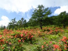 初夏の軽井沢×嬬恋　優雅なバカンス♪　Ｖｏｌ６　☆嬬恋村：鹿沢温泉の「湯の丸レンゲツツジ群落」♪