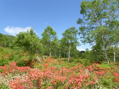 初夏の軽井沢×嬬恋　優雅なバカンス♪　Ｖｏｌ８　☆湯の丸高原：絶景！雲上のレンゲツツジ群落♪