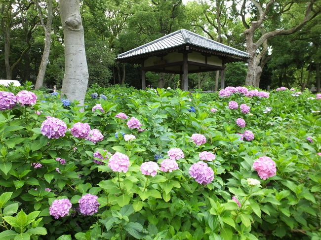 藤森神社の紫陽花です。<br /><br />最近、平日になかなかアップ出きていません。<br />鴨川の夕立　61歳　人生後半戦に入った途端<br />疲れが溜まっております。