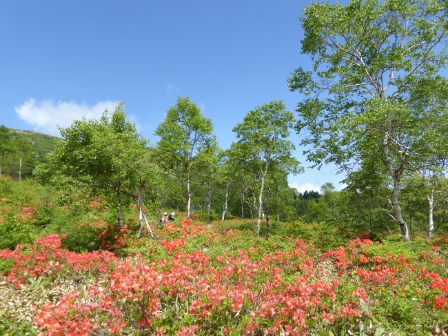 初夏の軽井沢×嬬恋　優雅なバカンス♪　Ｖｏｌ８　☆湯の丸高原：絶景！雲上のレンゲツツジ群落♪