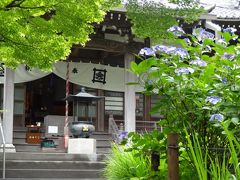 紫陽花：安国論寺と覚園寺離れているが歩いていきましょう、美味しいイタリアンを食す。