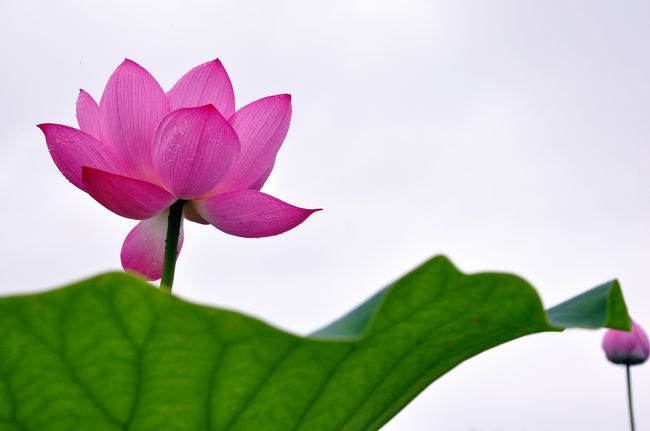 LOTUS