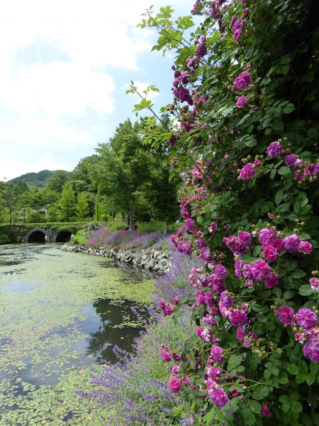 6月17日〜23日、浅間高原の別荘へ行きました♪<br />梅雨真っ最中の美しい風景やグルメを楽しんできました♪<br /><br />☆Ｖｏｌ１６：南軽井沢♪<br />今日は南軽井沢にあるレイクガーデンへ。<br />もとはレイクニュータウンで、<br />バブル前は三越デパートもあった懐かしの場所。<br />そのレイクニュータウンはレイクガーデンと名称を変更して<br />広大なガーデンに変貌。<br />「イングリッシュローズガーデン」「ラビリンスローズガーデン」「フレグランスローズバス」「レイクサイトバス」を進んで中島に渡る。<br />スイレンが咲く小さな池を周り、<br />「フレンチローズガーデン」へ。<br />バラと南仏プロバンスをイメージした初夏の花との競演が素晴らしい。<br />ゆったりと歩いて眺めて。<br />そしてマナーハウスにあるカフェ「フォーリアン」で一休み。<br />バラの香りに包まれながら、優雅なタイム。<br />濃厚なソフトクリームにバラジャムをかけて。<br />ゆったりと頂いたら、<br />周辺を歩く♪<br />