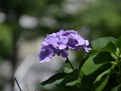 初夏景色・・・宗祖入滅の地を巡る（池上周辺）