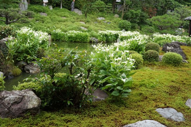 京都出張の帰りに両足院の特別公開されている半夏生の庭を拝観してきました。その後、新京極御朱印めぐりをしました。