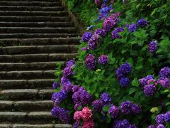 愛知　明治村の緑と紫陽花　2015