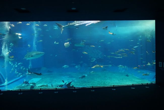 本部のマハイナに泊まりました。美ら海水族館や今帰仁城跡、フクギ並木にも近くて便利でした。<br />隣に海の駅もあります。そこで晩御飯やお土産も済ませました。<br />3月末でビーチはどこもまだ泳げませんでしたが、蒸し暑く、歩くと軽く熱中症になりました。真夏は泳ぐ！冬は観光！と分けたほうがいいかもしれません。