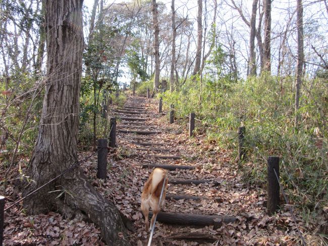 武蔵野の森構想、東側から<br />・神代植物公園<br />・武蔵野の森公園<br />・野川公園<br />・武蔵野公園<br />・多磨霊園<br />・浅間山公園<br />・府中の森公園<br />などの緑地を含め「武蔵野の森」と言うそうです。<br /><br />前回、東京都の武蔵野の森構想の内、「武蔵野公園」「野川公園」「武蔵野の森公園」と散策したので、<br />今回は浅間山公園を訪問しました