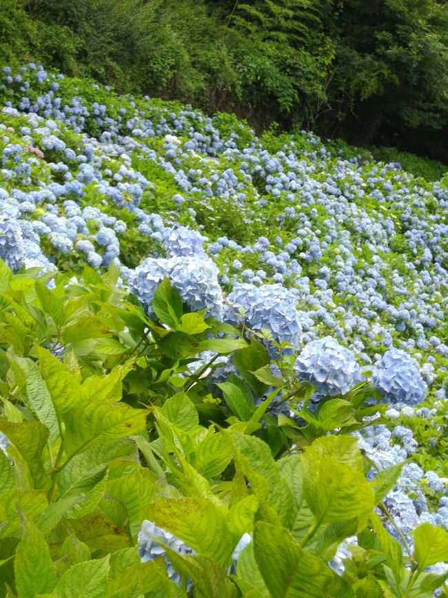 <br />日曜日、広島への帰り道。<br /><br />ちょっと足をのばして津和野方面へ寄ってきました。<br /><br />お目当ては、前に行った時見てみたいなと思った津和野あじさいロード。<br /><br />日曜日だったのでちょうど‘SLやまぐち号’も来ていました。<br /><br />あじさいロードは素敵だったし、初めて見るSL、とってもかっこよくて、寄り道だけの予定が大幅に時間を使ってしまいました。<br /><br />あじさいは７月中旬までが見ごろだそうです。<br /><br /><br /><br />