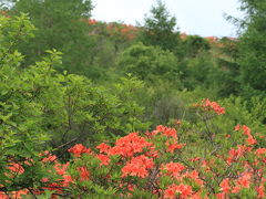 霧ヶ峰～萌木の村　初夏の美しい花々と清々しい空気を満喫