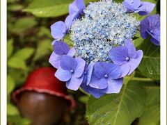 Solitary Journey［1609］100種類２万株の紫陽花が満開！金魚のハレマルくんもいました♪＜果子乃季あじさい祭＞山口県柳井市