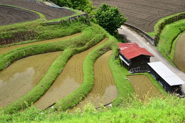 大阪府唯一の村、千早赤阪村にある下赤阪の棚田は、楠木正成ゆかりの下赤阪城跡の石碑が建立されている千早赤阪中学校裏手の丘陵地帯に広がっています。<br /><br />室町時代以来、連綿と耕されてきた下赤阪の棚田は、約２５０枚の田圃が幾重にも幾何学模様を作り出し、四季折々に織りなすその美しい姿は、訪れた人々に安らぎを与えてくれます。<br /><br />全国各地の棚田同様、下赤阪の棚田でも稲作に従事する農家の方々の高齢化や後継者不足により、棚田の維持管理が難しくなっていますが、近年、棚田保全の機運が高まる中、地元農家で構成する「下赤阪棚田の会」が結成され、棚田の維持保全に取り組んでおられます。<br /><br />また、歴史的文化遺産である下赤阪の棚田の美しい景観を守ろうと、大阪府の提唱により、「棚田・ふるさとファンクラブ」が発足し、都市住民と農家の方々の協働による、様々な保全活動を展開しています。<br /><br />その一環として、毎年１１月には棚田ライトアップや収穫祭などのイベントが開催され、約２５００本のローソクが演出する幻想的な光景を一目見ようと、多くの方々が訪れています。