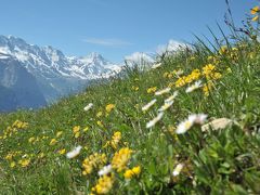 スイス花とハイキングの旅シーニゲブラッテ３