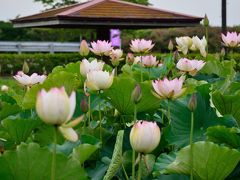 栃木県にも古代蓮が咲いていた！
