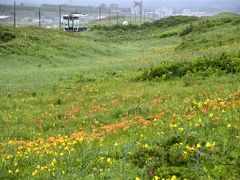 初夏の北海道、道東地方を巡る旅 ～オホーツク海周辺に咲き広がるエゾスカシユリやエゾキスゲを見に訪れてみた～