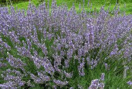 2015梅雨、尾張の紫陽花：荒子川公園(3/5)：ラベンダー、アラビアンナイト、レース