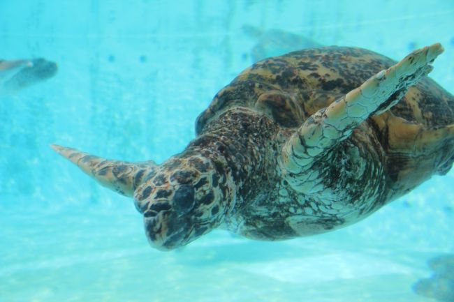 5/2 那覇市内から美ら海水族館に向けて沖縄唯一の有料道路を通って行きました。途中のSAでランチを取ってから水族館へ。<br />16時からの割引料金で入れるのを待っている人が多かったせいか?15:30ごろ入場したらめちゃくちゃ空いていました。<br />30分ほどですが、ほぼ貸切のような状況で見ることができました。<br />ジンベイザメは迫力があったし、イルカショーもよかったです。<br /><br /><br />===旅行の概要===<br />2015年のGWは沖縄に行ってきました。<br /><br />5/1 午後休を取って15:50羽田発の飛行機で沖縄へ。沖縄在住の友達と20年ぶりの再会&ディナー<br />5/2 レンタカーで本島北部へ。美ら海水族館へ<br />5/3 レンタカーで今帰仁城跡、古宇利島、屋我地島をドライブ<br />5/4 レンタカーでブセナ海中公園、道の駅嘉手納、北谷を見て、那覇市へ。ホテルにチェックイン後、首里城見学。夜は国際通りで沖縄歌謡を聞きながらご飯をいただきました。<br />5/5 世界文化遺産 斎場御嶽(せーふぁうたき)、知念岬、沖縄平和祈念堂、沖縄県平和祈念資料館、ひめゆりの塔を見学。<br />5/6 午後の便で石垣島へ<br />5/7 8:30の船で波照間島へ。波照間島をレンタカーで観光。13:10の船で石垣島へ戻る。石垣港近くで八重山そばをいただいて、川平湾へドライブ。<br />5/8 石垣島一周ドライブ<br />5/9 11:10の飛行機で那覇へ。乗り換え時間に国際通りを散策。16:45の飛行機で東京へ帰京。