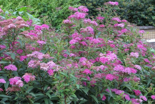 締め括りは、荒子川公園の花壇の花などの紹介です。帰りの電車のあおなみ線の荒子駅のプラットホームからは、公園の紫陽花、アナベルの花が見えていました。