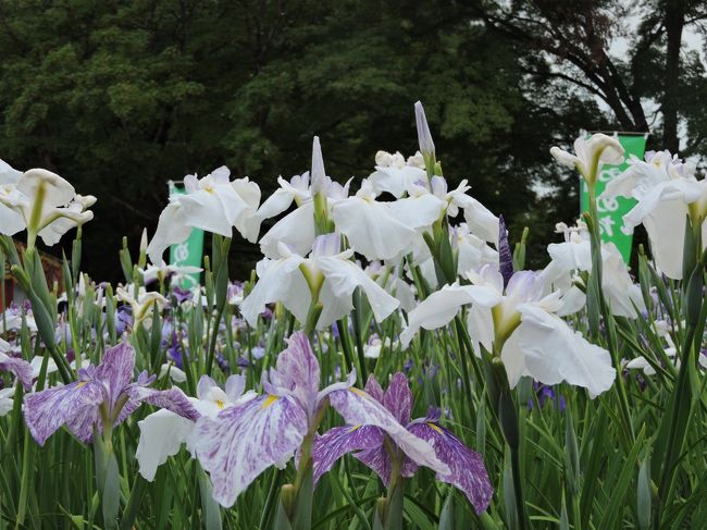 長井あやめ公園のあやめが、満開でした。<br />ジャーマンアイリスと違って、いろんな色があるというわけではないのですが、満開ともなると、素晴らしい数のあやめに圧倒されました。<br />白つつじも良かったですが、久しぶりに行った、あやめも良かったです。<br />長井に住んでいる方から案内していただきましたが、日中は暑いので、夕方からか、朝早くの方がいいですよ！と言われ、夕方行って、ライトアップまでと思ったのですが、なかなか日が暮れず、帰りも結構時間かかるので、ライトはついていましたが、帰って来ちゃいました。<br />土日だとお店も開いているようですが、普通の日は、あやめだけでした。<br />ただただ、１００万本のあやめが、素晴しかったです。