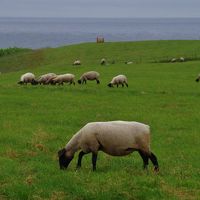 北海道旅2015夏＜その３＞～森とサフォークの島、焼尻島編