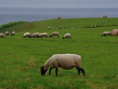 北海道旅2015夏＜その３＞～森とサフォークの島、焼尻島編