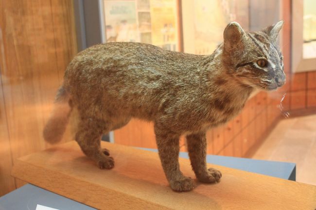 まったり・ゆったり八重山の旅(４日目）西表・小浜島