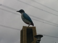 ヤイロチョウ探鳥記