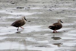 2015梅雨、藤前干潟でのバード・ウォッチング(3/5)：カワウ、ダイサギ、カルガモ