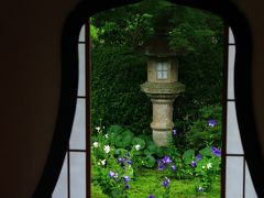 京都　花めぐり～盧山寺、智積院、東福寺天得院