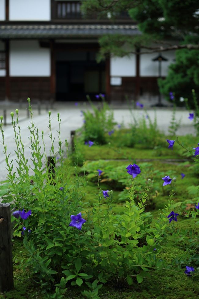 桔梗が見頃になった京都へ。<br /><br /><br />南禅寺　天授庵（てんじゅあん）<br />金福寺（こんぷくじ）<br /><br />盧山寺（ろざんじ）<br />智積院（ちしゃくいん）<br />東福寺　天得院（とうふくじ　てんとくいん）