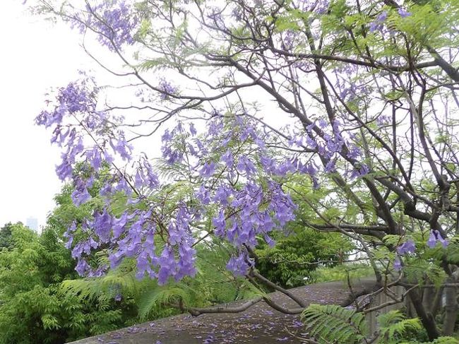 ジャカランダの花と舞洲のユリ園 大阪ベイエリア 大阪 の旅行記 ブログ By Chikuouさん フォートラベル ジャカランダの花と舞洲のユリ園 大阪ベイエリア 大阪 の旅行記 ブログ By Chikuouさん フォートラベル