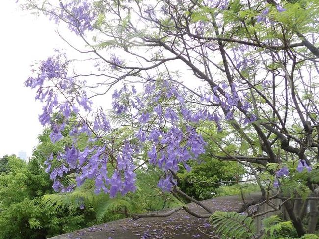 　大阪市にジャカランダの花が咲いていると聞いて出かけることにしました。ついでに舞洲のユリ園も見ました。どちらも時期がよかったです。これはすべて車を運転してくださったＴ氏のおかげです。