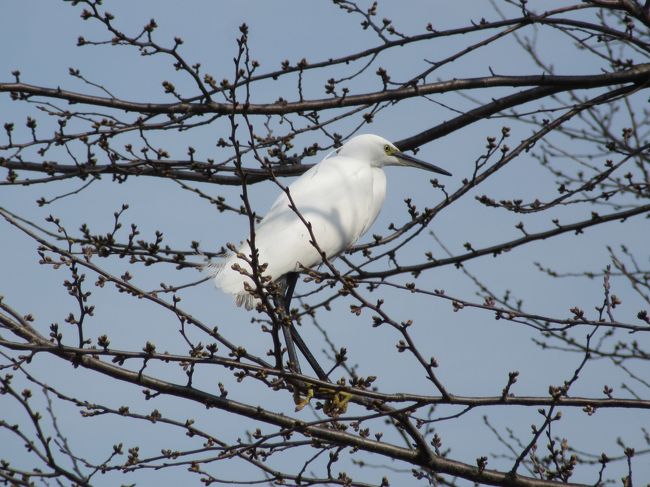 武蔵野の森構想、東側から<br />・神代植物公園<br />・武蔵野の森公園<br />・野川公園<br />・武蔵野公園<br />・多磨霊園<br />・浅間山公園<br />・府中の森公園<br />などの緑地を含め「武蔵野の森」と言うそうです。<br /><br />野川沿いを愛犬と散策、だいぶ春めいてきて、野鳥達もやや活発になってきました。