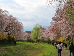 2015年4月11日：武蔵野の森探訪　武蔵野公園の紅枝垂れ桜