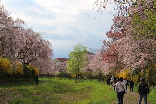 2015年4月11日：武蔵野の森探訪　武蔵野公園の紅枝垂れ桜