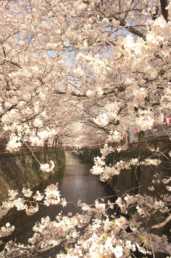 仕事などで溜まった日々のストレス解消のために、週末にLCCを利用して北海道から東京へ行って楽しんできました♪<br /><br /><br />１日目<br />○表参道のサロンでカット＆トリートメント<br />      ○サニーヒルズでパイナップルケーキ<br />      ○ニューバランスでスニーカー<br />      ○高校時代の同級生との飲み<br /><br />２日目<br />○中目黒でお花見<br />      ○相田みつを美術館<br />      ○クア・アイナでハンバーガー